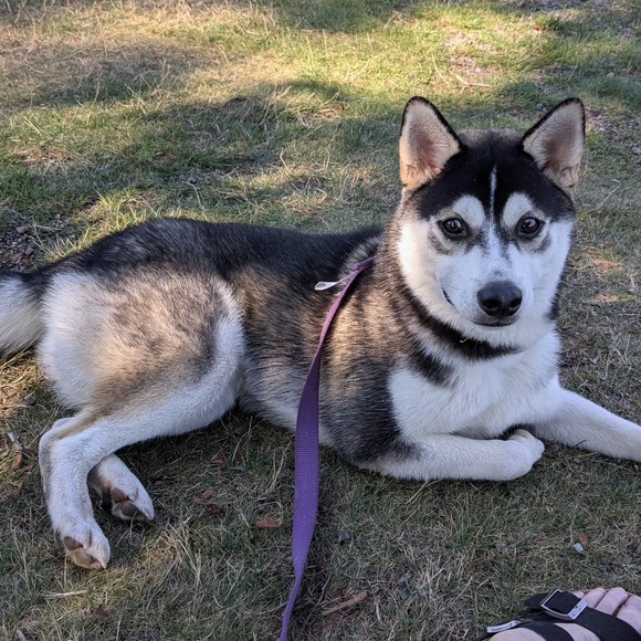 Meet your Posher, Brenda - Picture 1 of 1